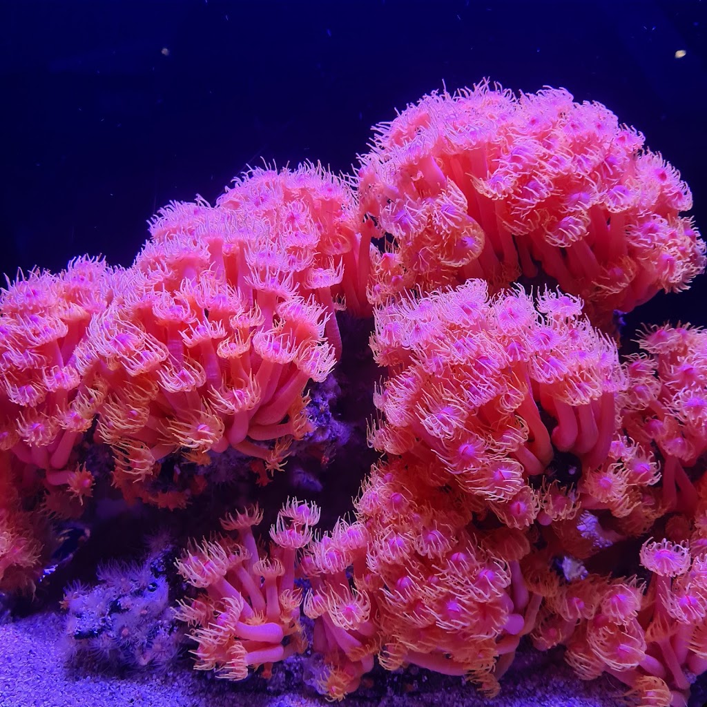 AQWA The Aquarium Of Western Australia - Foto 1