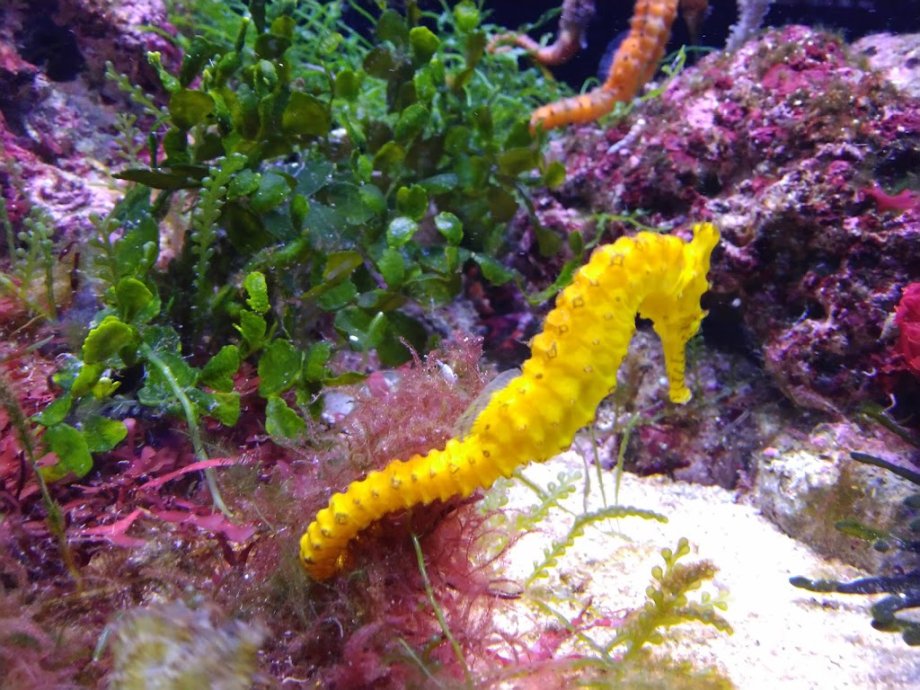 AQWA The Aquarium Of Western Australia - Foto 9