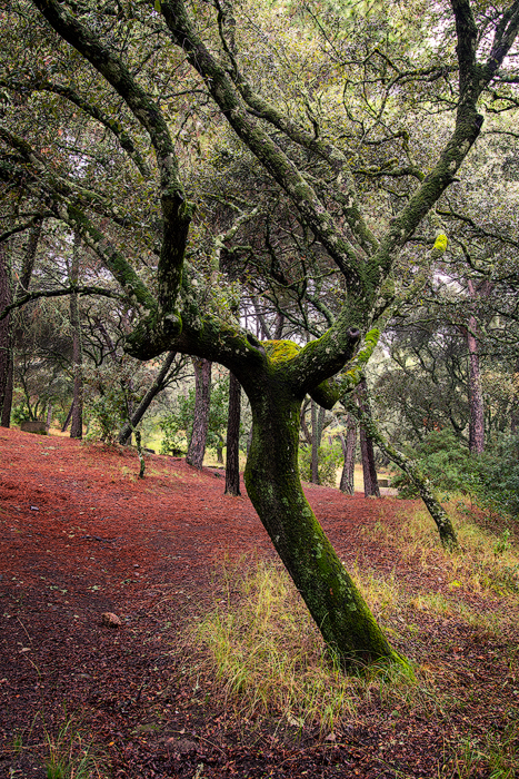 Parque Periurbano Los Villares - Foto 3