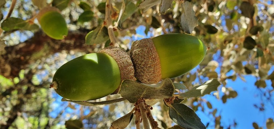 Parque Periurbano Los Villares - Foto 7