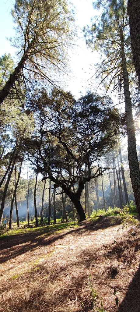 Parque Periurbano Los Villares - Foto 9