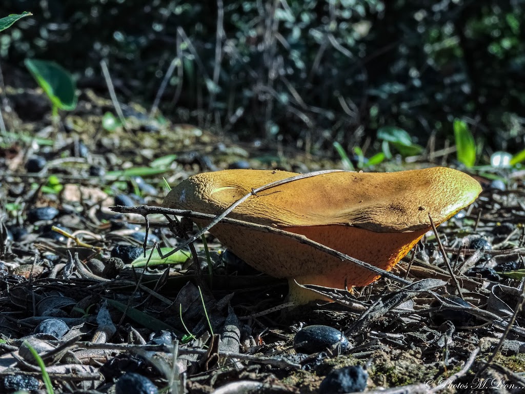 Parque Periurbano La Corchuela 6