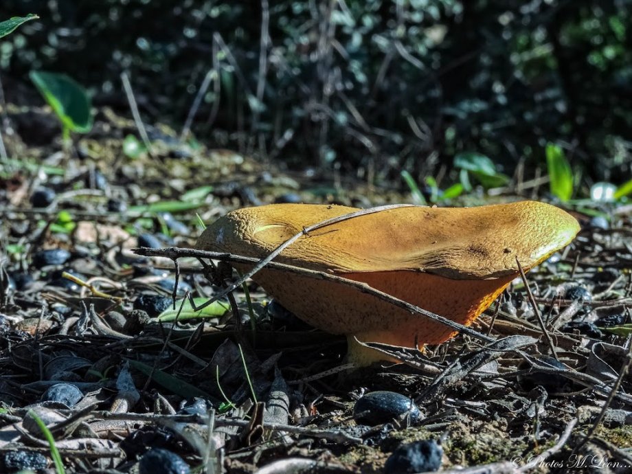 Parque Periurbano La Corchuela - Foto 6