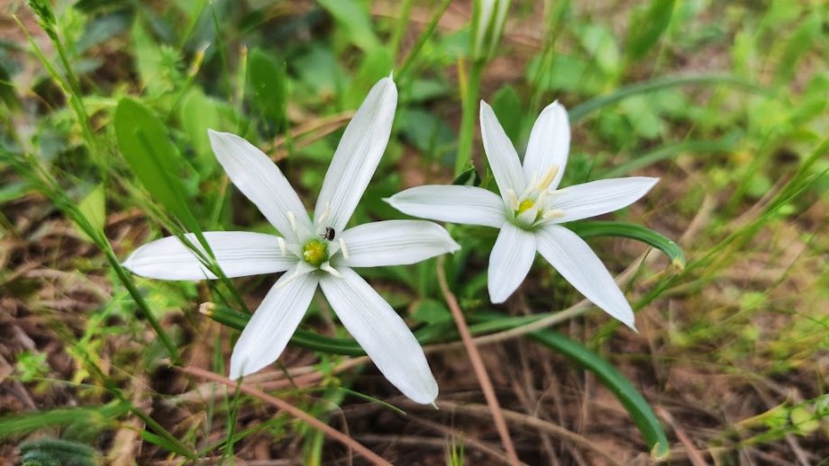 Parque Periurbano La Corchuela - Foto 7