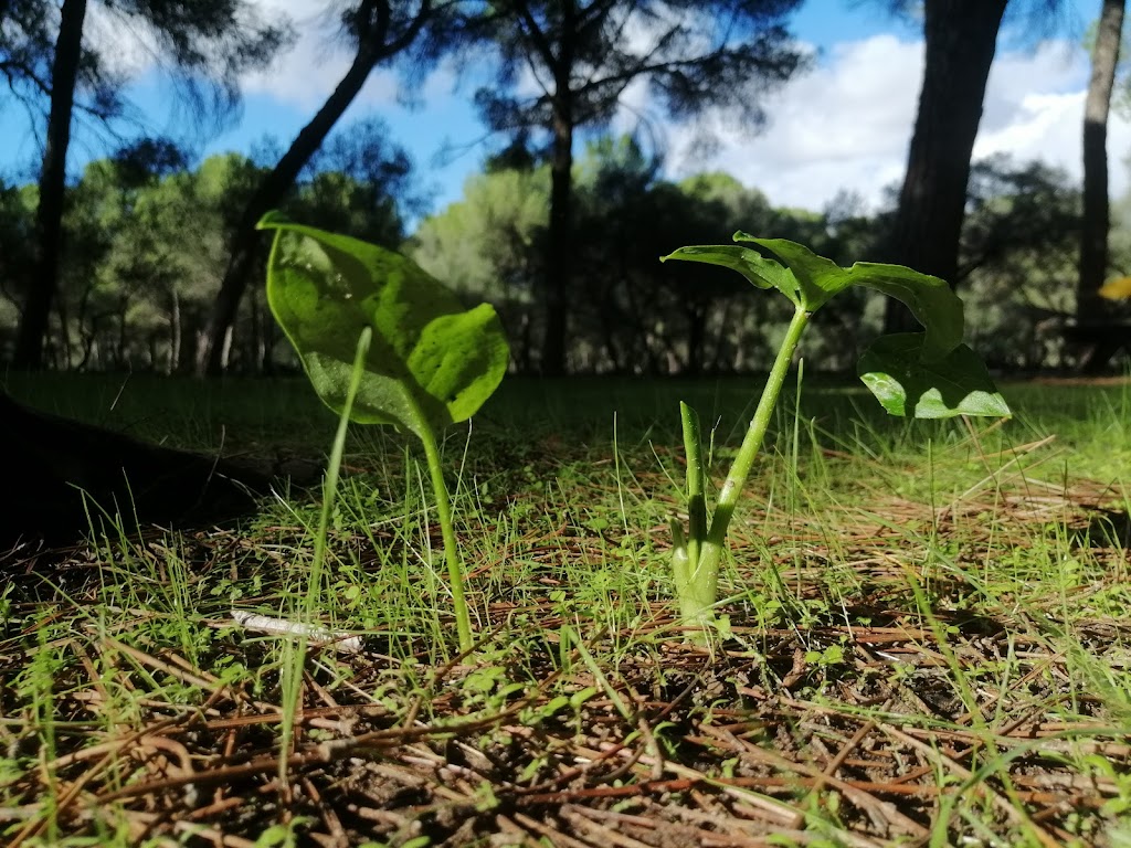 Parque Periurbano La Corchuela 9