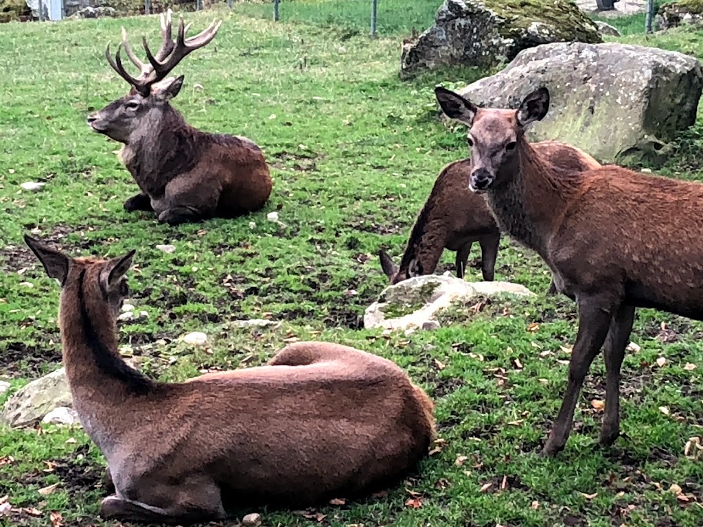 Steinwasen Park - Foto 1
