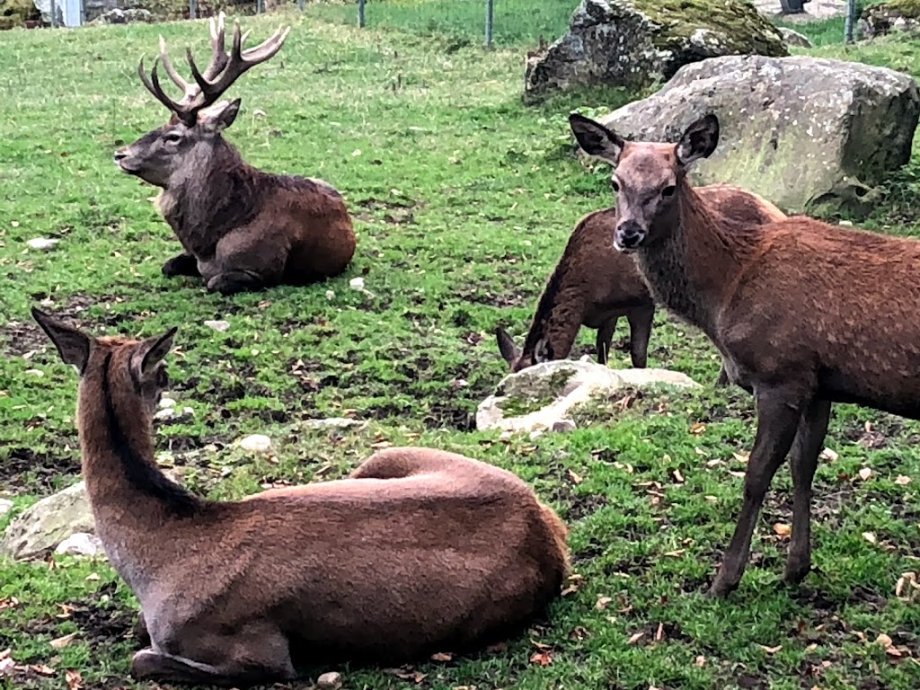 Steinwasen Park - Foto 9