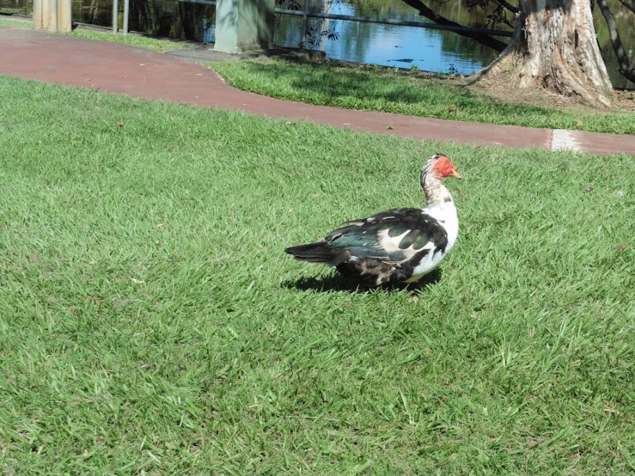 Kolora Park - Foto 5