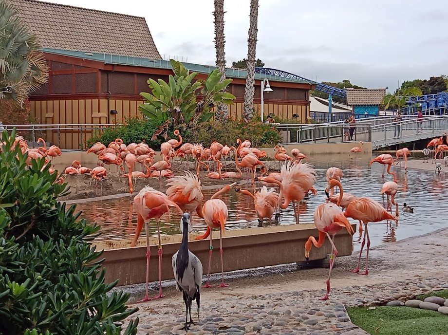 SeaWorld San Diego - Foto 6