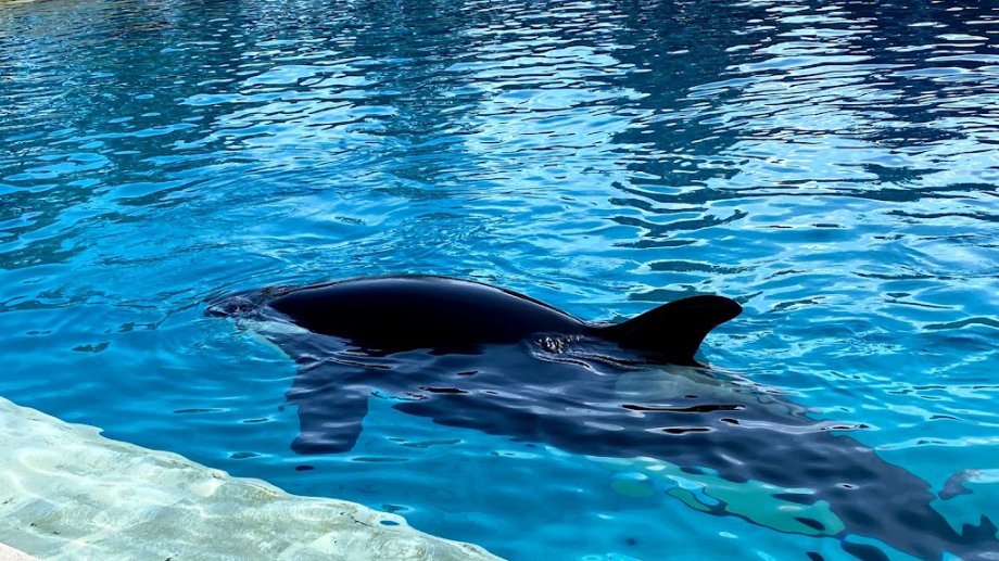 SeaWorld San Diego - Foto 9