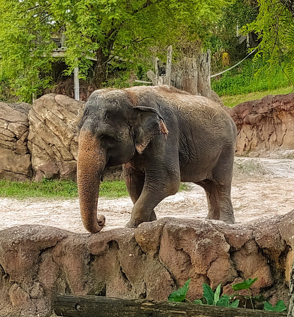 Busch Gardens Tampa Bay - Foto 1