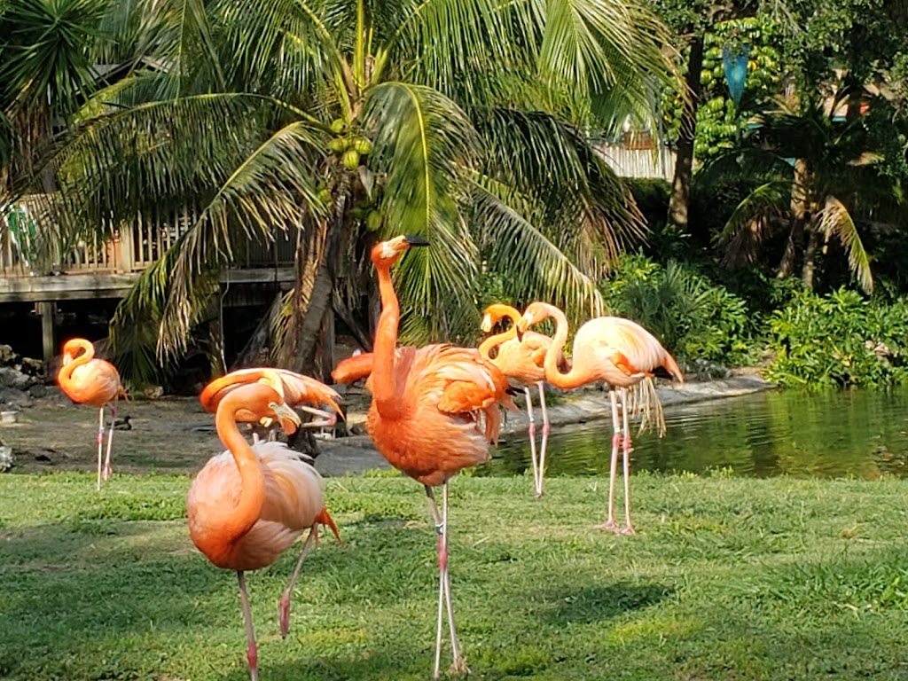 Busch Gardens Tampa Bay - Foto 1