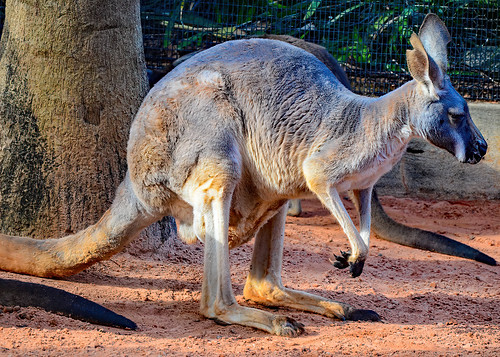Busch Gardens Tampa Bay - Foto 1