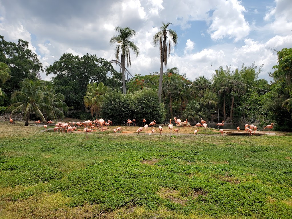 Busch Gardens Tampa Bay - Foto 1