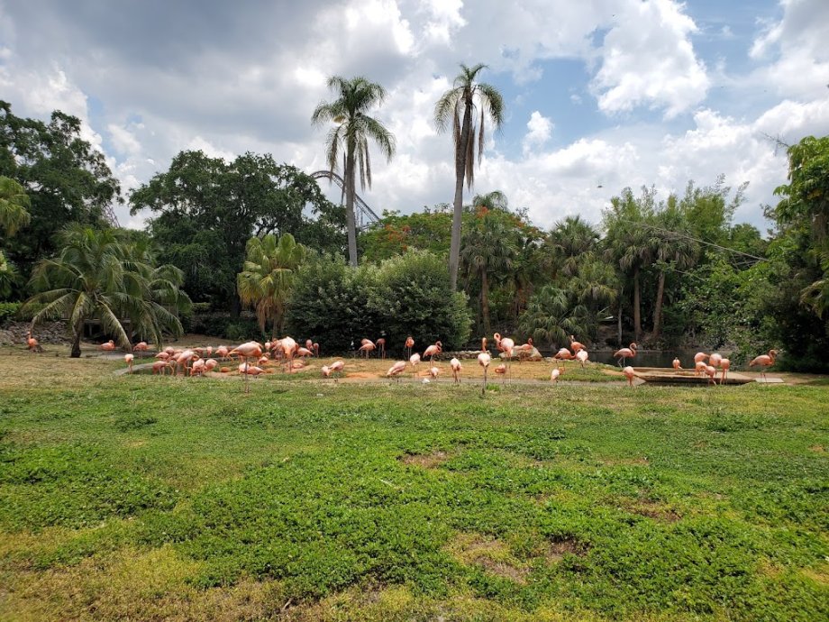 Busch Gardens Tampa Bay - Foto 8