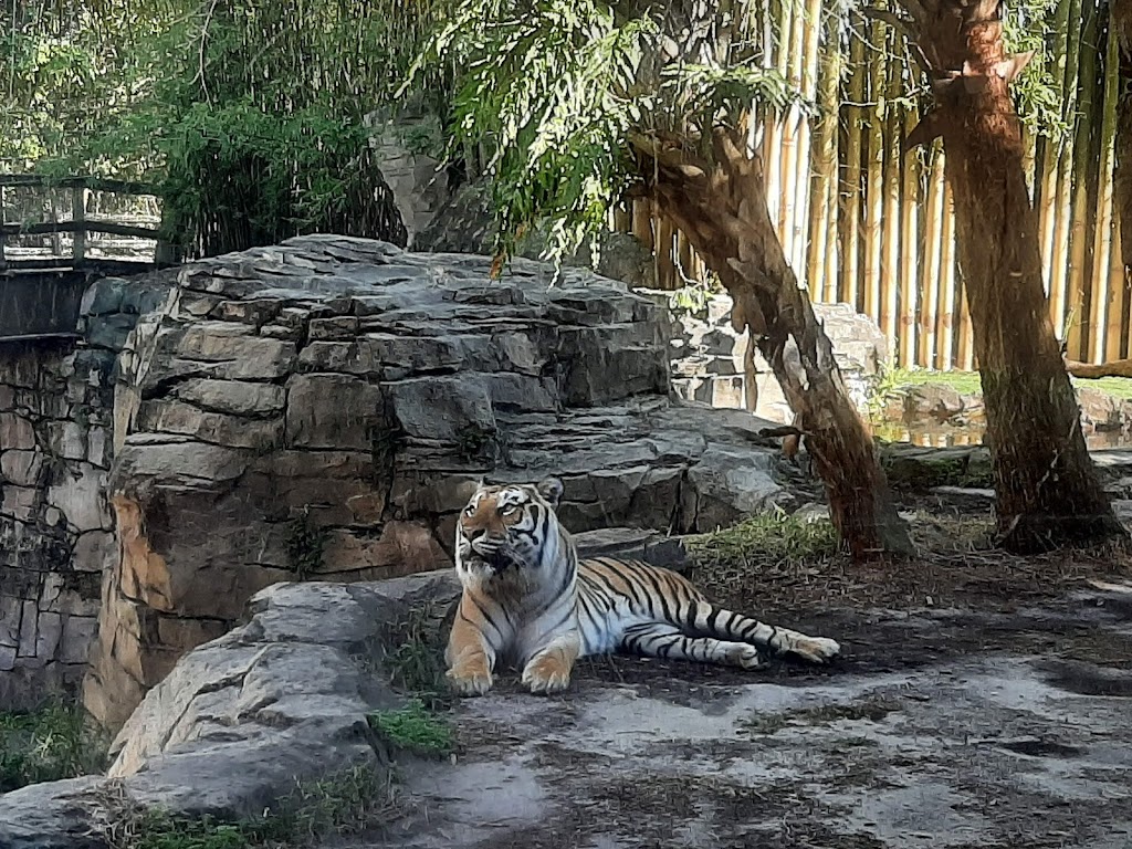 Busch Gardens Tampa Bay - Foto 1