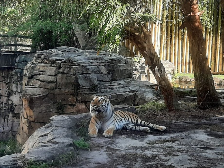 Busch Gardens Tampa Bay - Foto 9