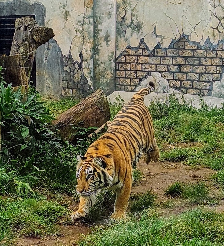 Lembang Park & Zoo - Foto 1