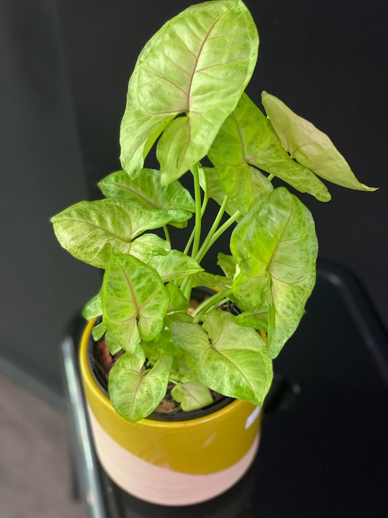 Foliage & Coffee Co - Foto 1