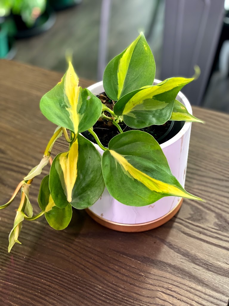 Foliage & Coffee Co - Foto 5