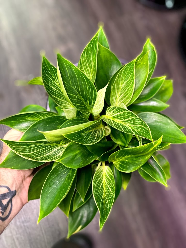 Foliage & Coffee Co - Foto 1