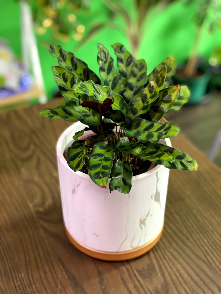 Foliage & Coffee Co - Foto 1