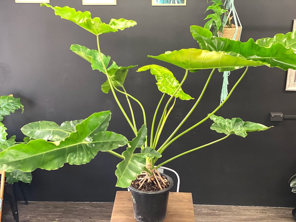 Foliage & Coffee Co - Foto 1