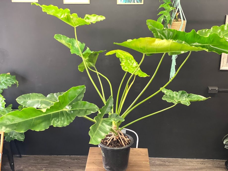 Foliage & Coffee Co - Foto 9