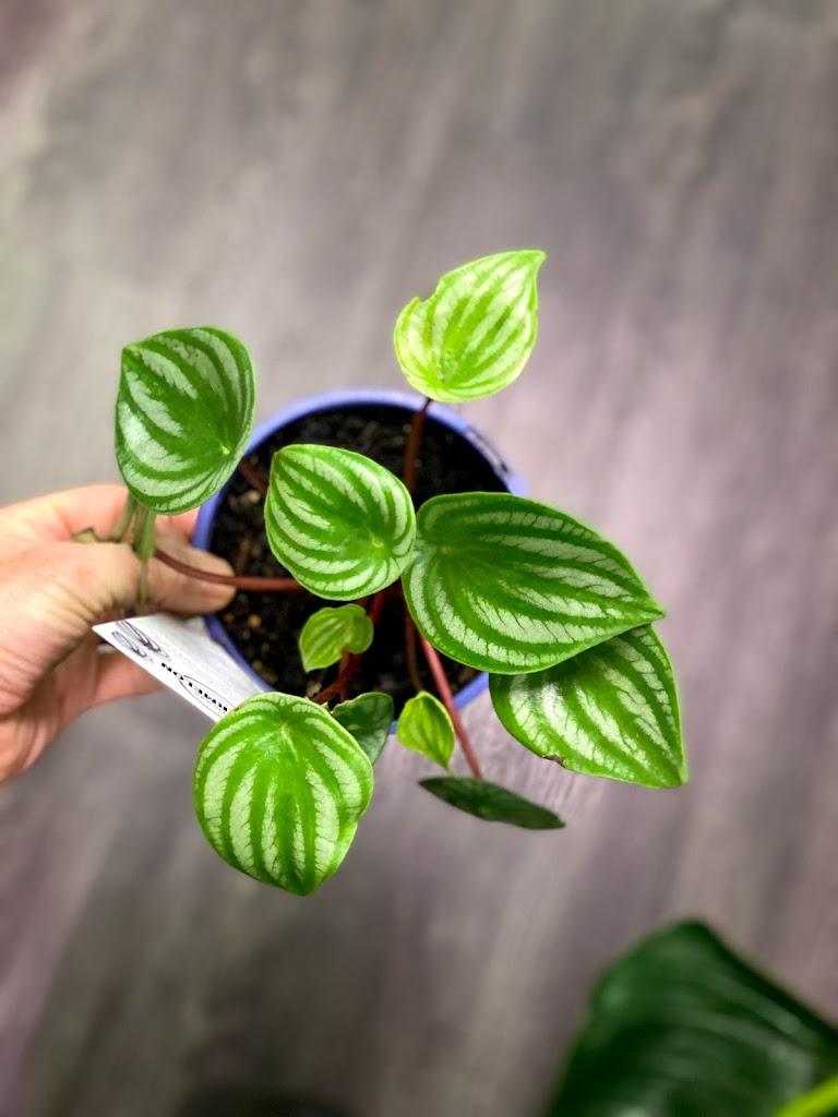 Foliage & Coffee Co - Foto 10