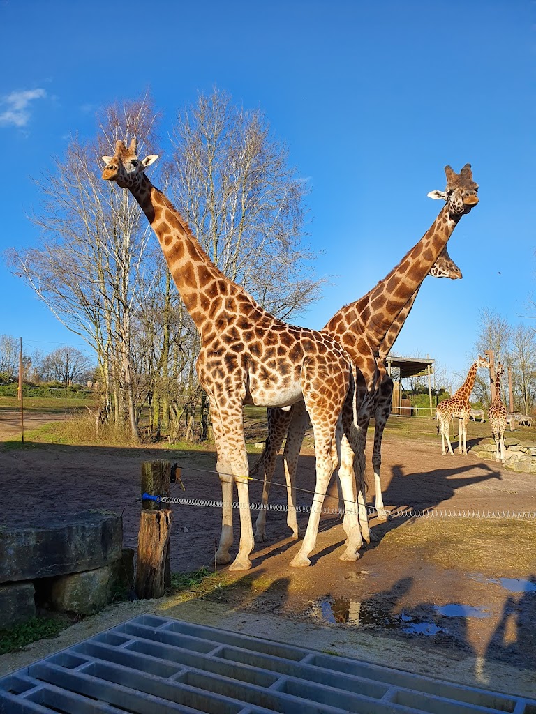 Chessington World of Adventures Resort - Foto 1