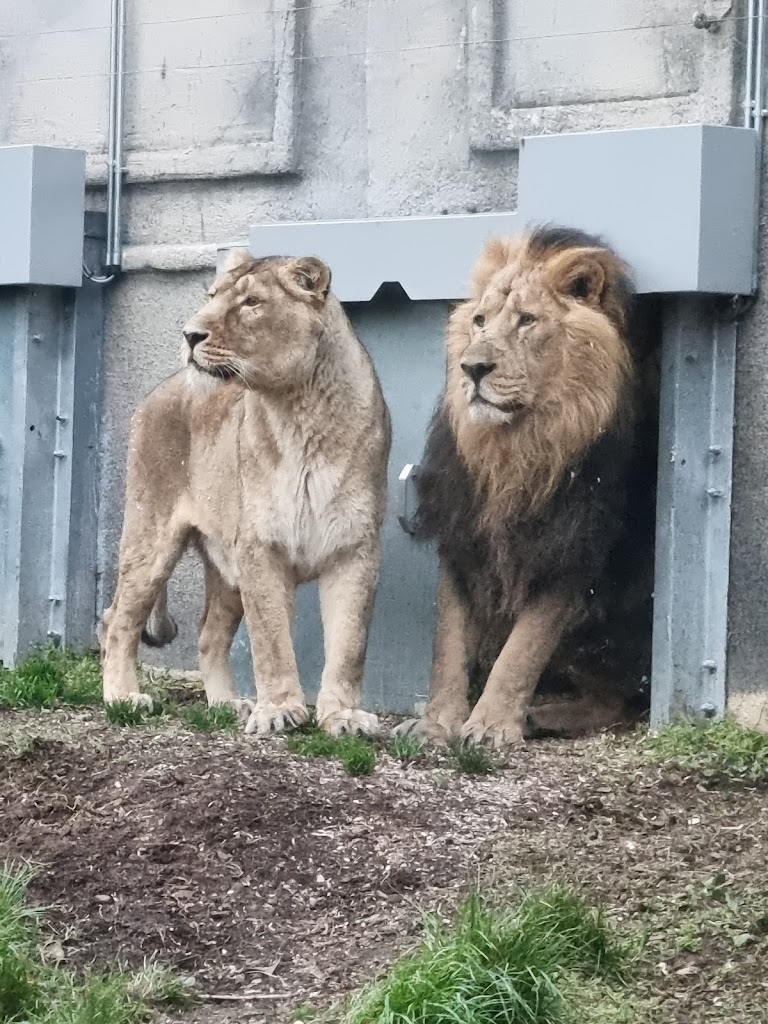 Chessington World of Adventures Resort - Foto 1