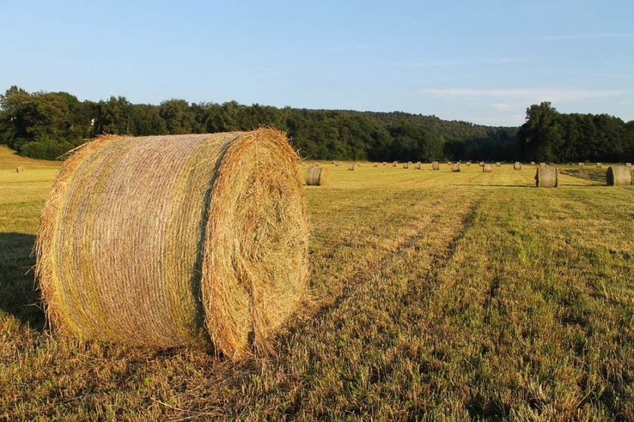 Fattoria Pasqué - Foto 6