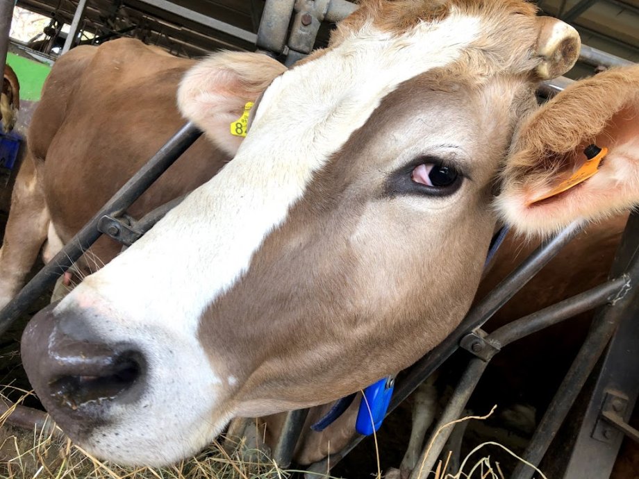 Fattoria Pasqué - Foto 8