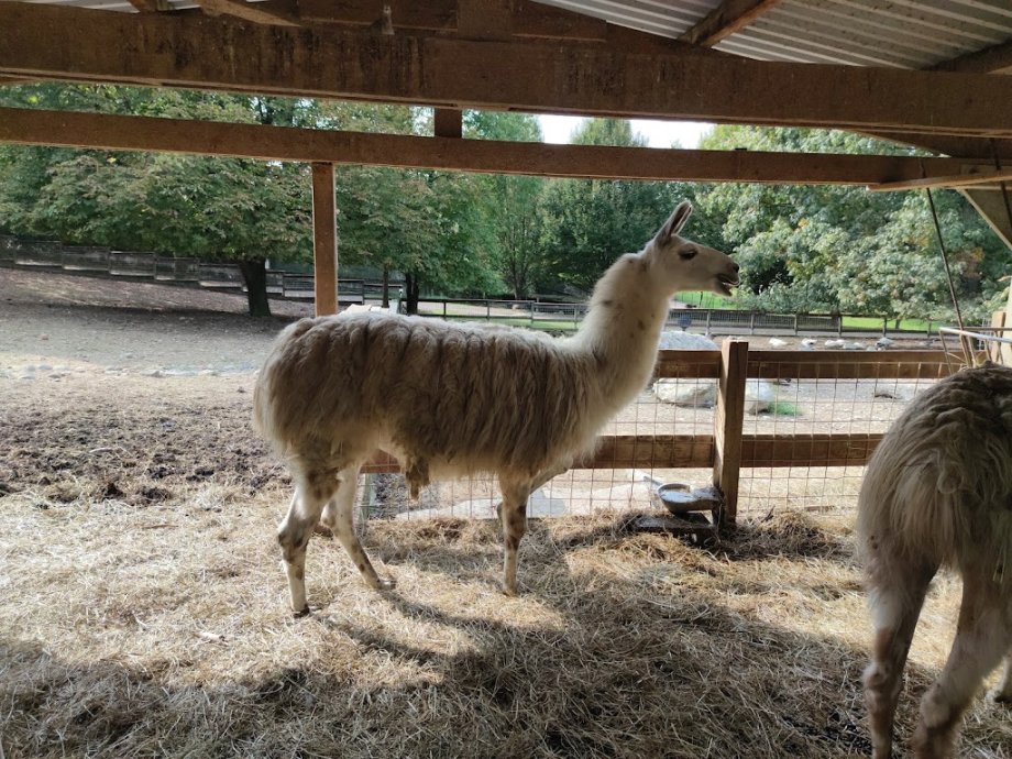 Fattoria Pasqué - Foto 9