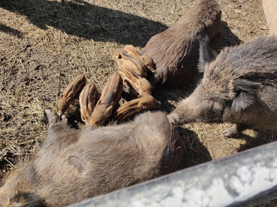 Fattoria Pasqué - Foto 10