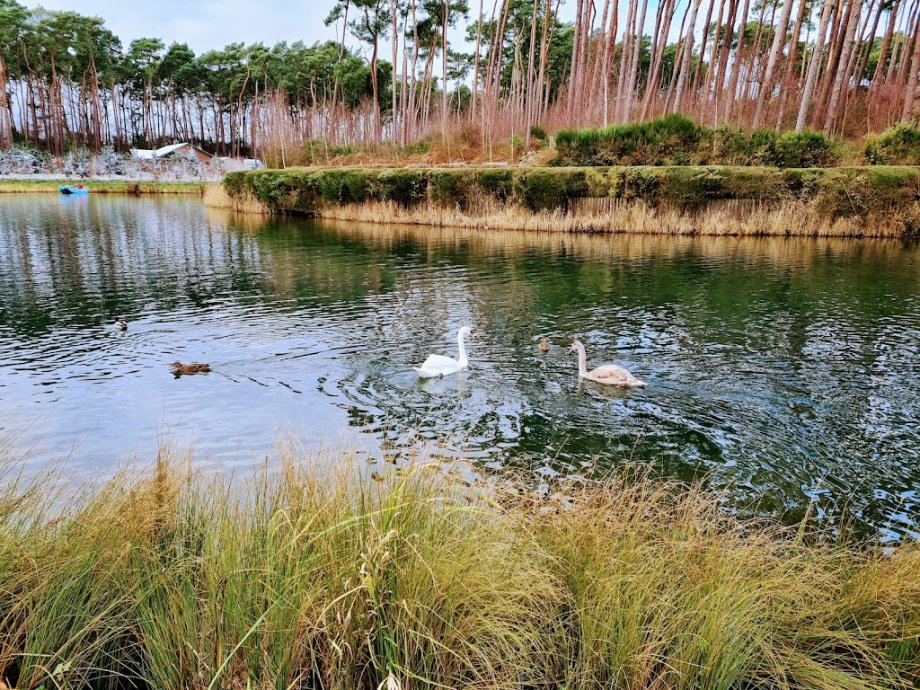 Woburn Forest Subtropical Swimming Paradise - Foto 5