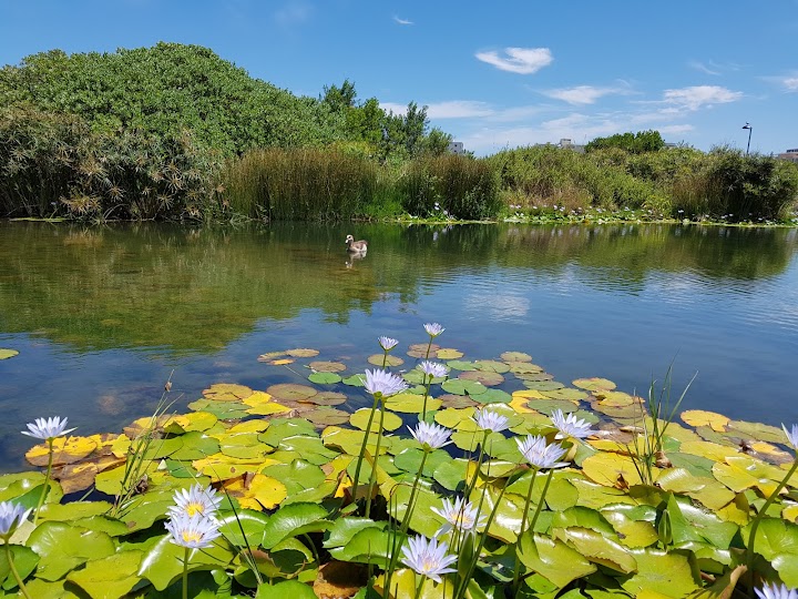 Green Point Park - Foto 1