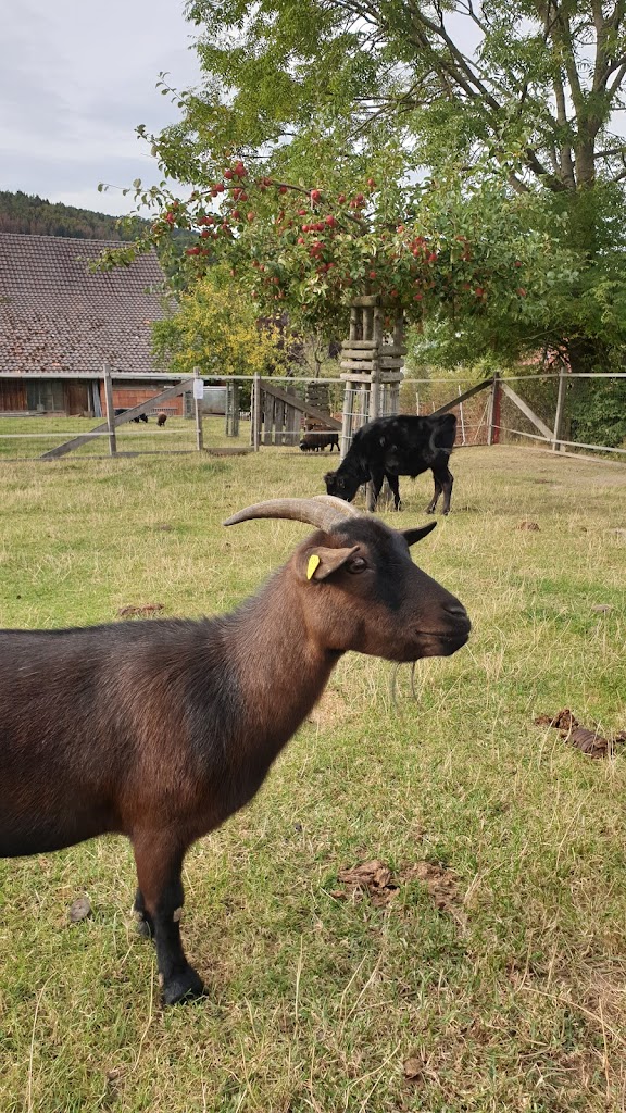 Familotel Ottonenhof - Foto 1