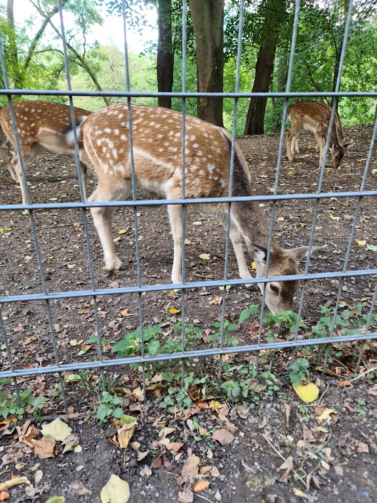 Abenteuerspielplatz Spuk im Wald - Foto 2