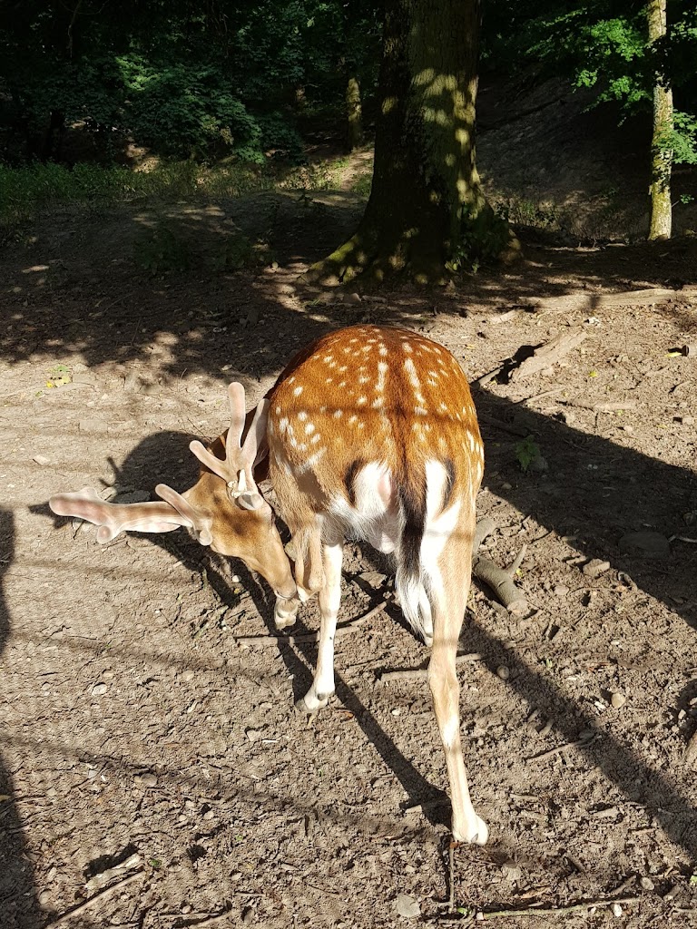 Abenteuerspielplatz Spuk im Wald - Foto 1