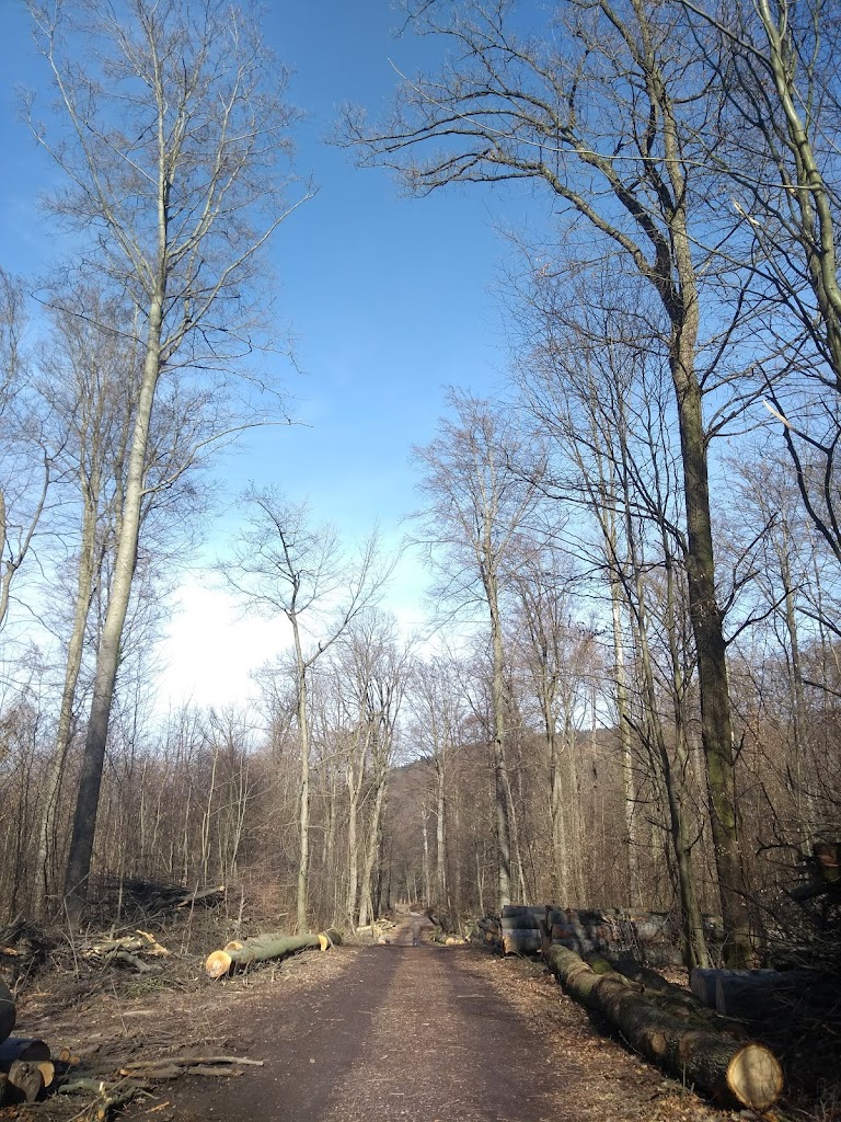 Abenteuerspielplatz Spuk im Wald - Foto 6