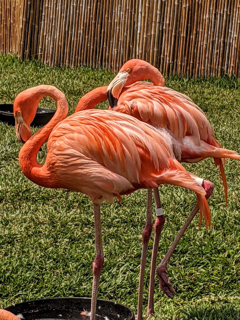 Zoológico de San Diego - Foto 6