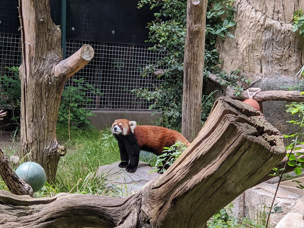 Zoológico de San Diego - Foto 1