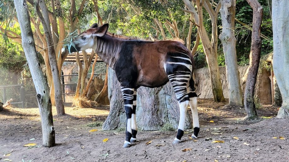 Zoológico de San Diego - Foto 9