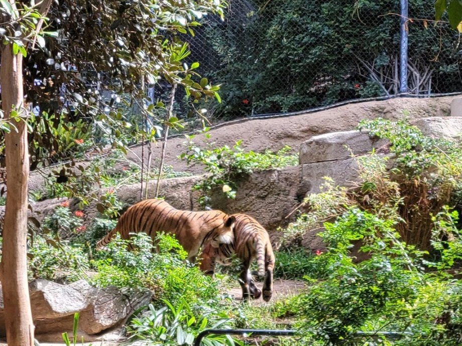 Zoológico de San Diego - Foto 10