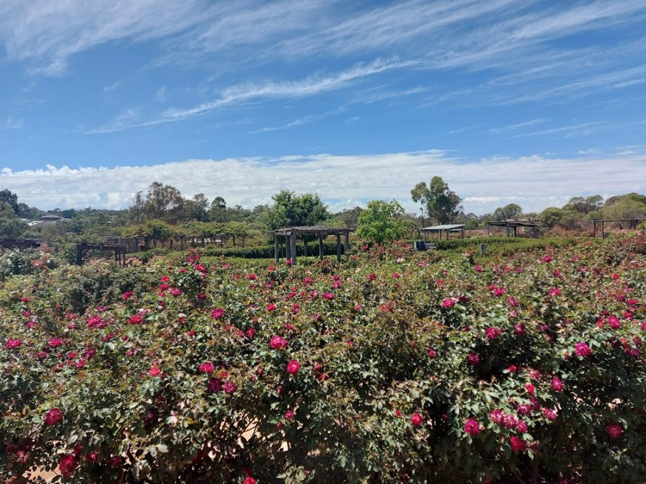 Black Cockatoo - Foto 6