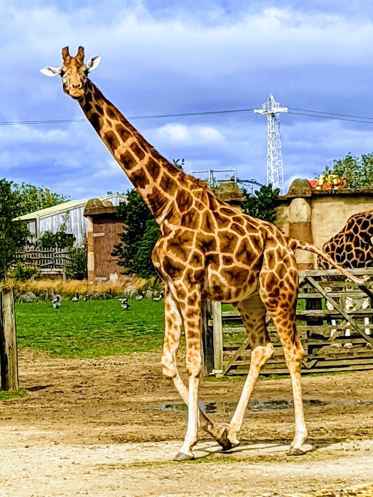 Flamingo Land Resort - Foto 1