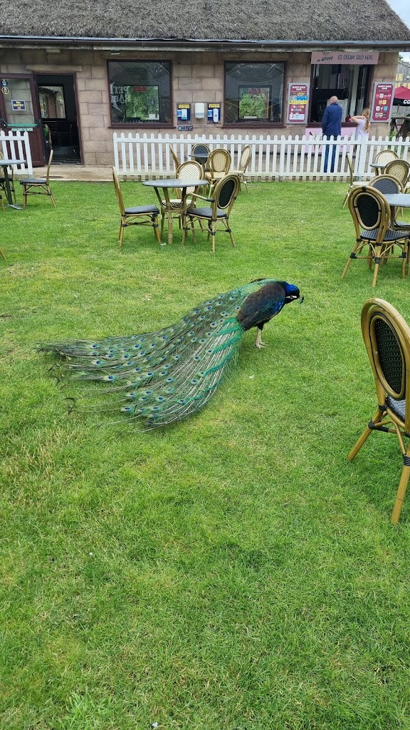 Flamingo Land Resort - Foto 6