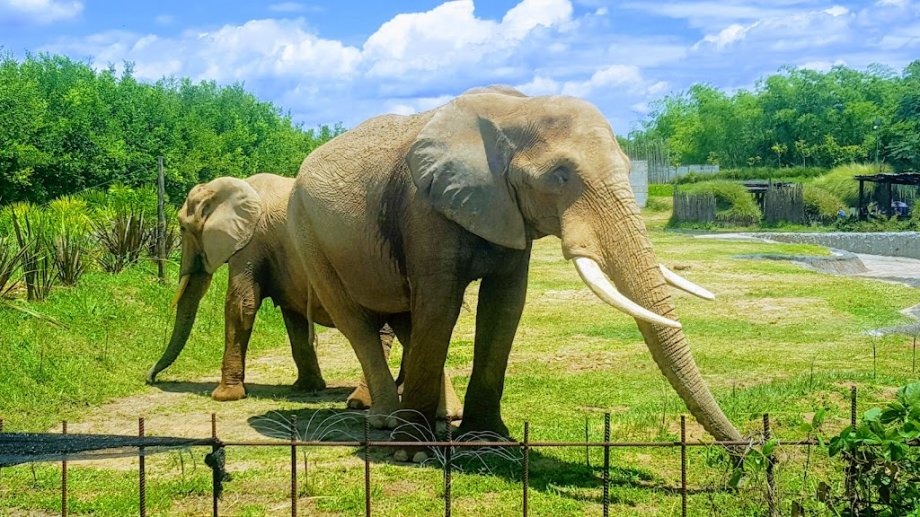 Bioparque Ukumarí - Foto 4