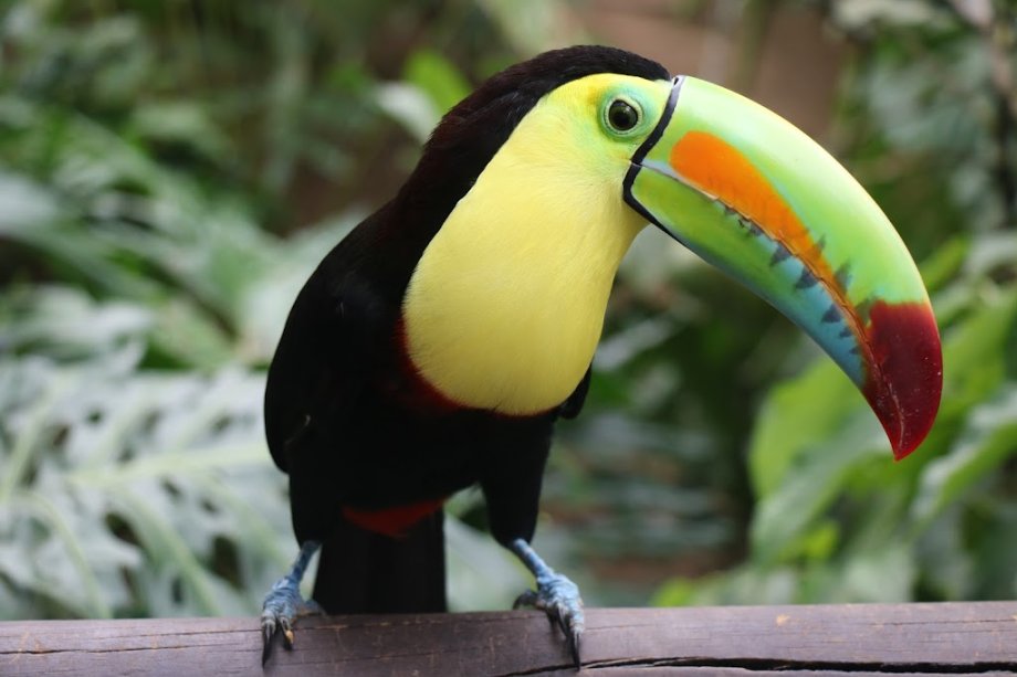 Bioparque Ukumarí - Foto 6